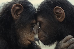 Claim your free Kingdom of the Planet of the Apes poster by booking in IMAX, 4DX or ScreenX